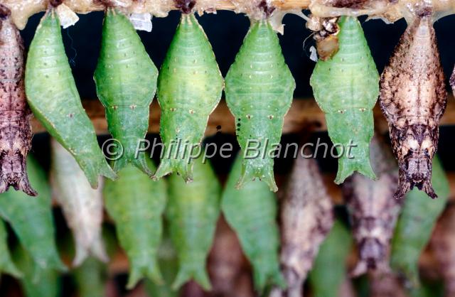 papilio chrysalides.JPG - Chrysalides de PapilioLepidoptera, PapilionidaeSerre à papillons, France